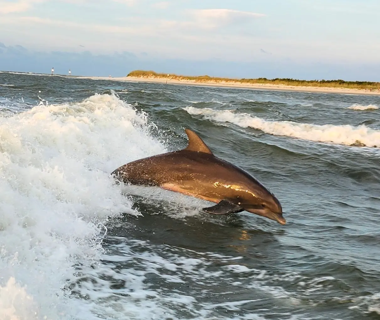 Dolphin